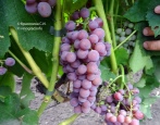 Ainset Sidlis Winogrona