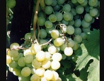 Winogrona Frumoasa alba