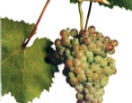 Winogrona Korinka Rosyjski