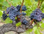 Winogrona Krasnostop Zołotowski