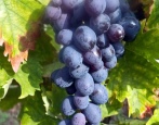 Winogrona Muscat w Hamburgu