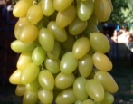 Muscat Winogrona Lato