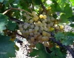 Muscat Bursztynowy Winogrono