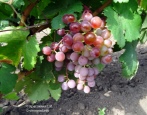 Winogrona Nowy Rosyjski