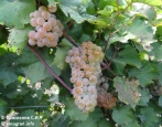 Winogronowy Dar Magarach