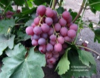 Winogrona Czerwonego Globu
