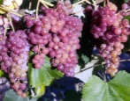 Grape Rylines Różowe Siodła (RPS)