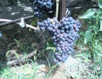 Winogrona Richelieu