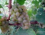 Winogrona Rieslinga
