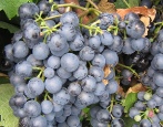 Winogrona Ojczyzna