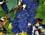 Winogrono rubinowe Golodrigi