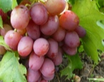 Rubinowa Rocznica Winogrona