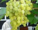 Winogrona Rusbol