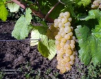 Winogrona Chardonnay