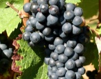 Winogrona Shiraz (Syrah)