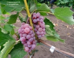 Somerset Siddles Winogrona