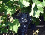 Winogrona Straseni