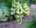 Winogrona Supaga