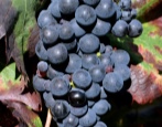 Winogrona Tempranillo