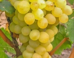 Winogronowy Triumf