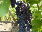 Winogrona Yasya