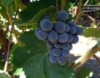 Winogrona Juodupe
