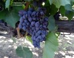 Winogrona Jowisz