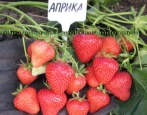 Truskawkowa Aprica