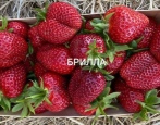 Truskawka Brilla