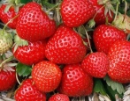 Truskawkowe elegany