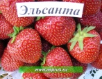 Truskawka Elsanta