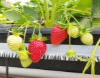 Strawberry Florida Beauty