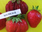 Truskawkowe Święto