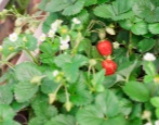 Truskawkowe Krapo 10