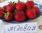 Miód Truskawkowy