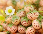 Pineberry Truskawka (Ananas)