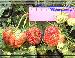 Truskawka pierwszej równiarki