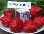 Truskawkowa Vima Zanta