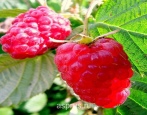 Balsam Malinowy
