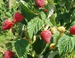 Malinowa Delniva