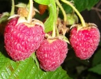 Malinowy Herkules