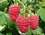 Malinowy Krepysz