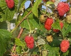 Malinowa Nagroda