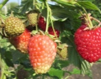 Malina Niżegorodec