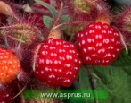 Malinowa Orbita