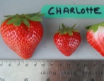 Truskawkowa Charlotte