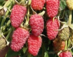 Malinowy Terenty