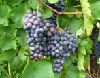 Winogrono ametystowe