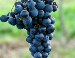 Winogrona kupidyna