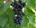 Winogrona attyckie